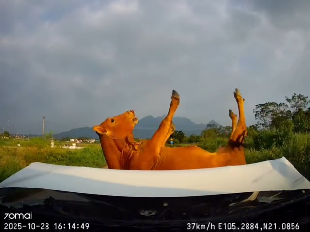 Bảo hiểm Emily, Bảo hiểm ô tô, Bảo hiểm thân vỏ ô tô, Emily xevaban, Bảo hiểm bắt buộc, Mua bảo hiểm ô tô, tư vấn bảo hiểm miễn phí, Đâm phải con bò, Bảo hiểm tìm cách né bồi thường