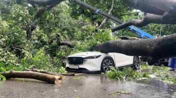 CX5 gặp sự cố  cây đổ ở ngã tư Lê Hồng Phong, Bảo hiểm có đền không?